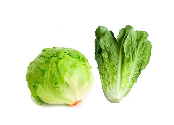 Lattughe